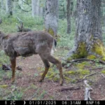 Buenas noticias: detectan nuevas poblaciones de huemules en Reserva Futaleufú