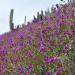 Investigadores destacan la importancia de estudiar y proteger el desierto florido
