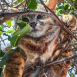 Sorpresa en Papudo: gato colocolo descansa en el jardín de una vivienda