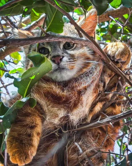Sorpresa en Papudo: gato colocolo descansa en el jardín de una vivienda