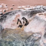 Chile declara oficialmente al pingüino de Humboldt en peligro de extinción