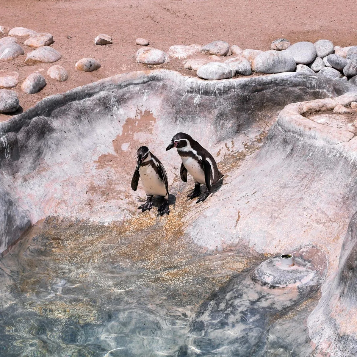 Chile declara oficialmente al pingüino de Humboldt en peligro de extinción