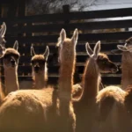 Trasladan 16 guanacos a santuarios de la RM para iniciar plan de conservación y repoblamiento