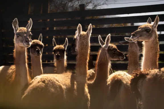 Trasladan 16 guanacos a santuarios de la RM para iniciar plan de conservación y repoblamiento