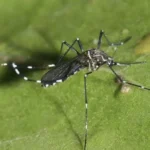 Minsal decreta alerta sanitaria desde Arica a Los Lagos por detección de mosquito que transmite dengue