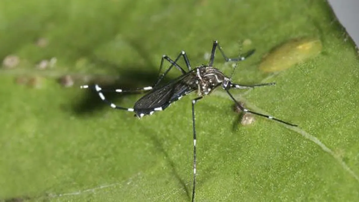 Minsal decreta alerta sanitaria desde Arica a Los Lagos por detección de mosquito que transmite dengue
