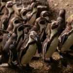 El pingüino de Humboldt ya es Monumento Natural: El rol clave de Chile en su conservación