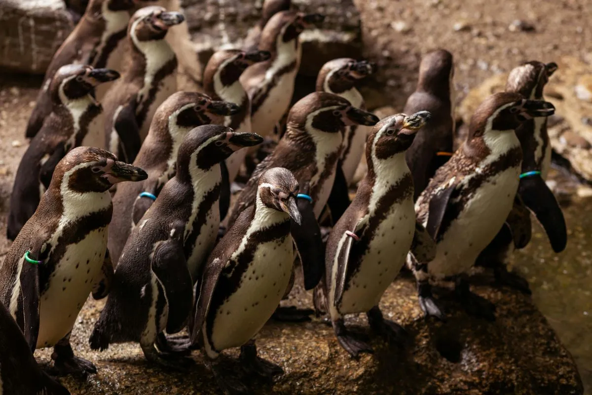 El pingüino de Humboldt ya es Monumento Natural: El rol clave de Chile en su conservación