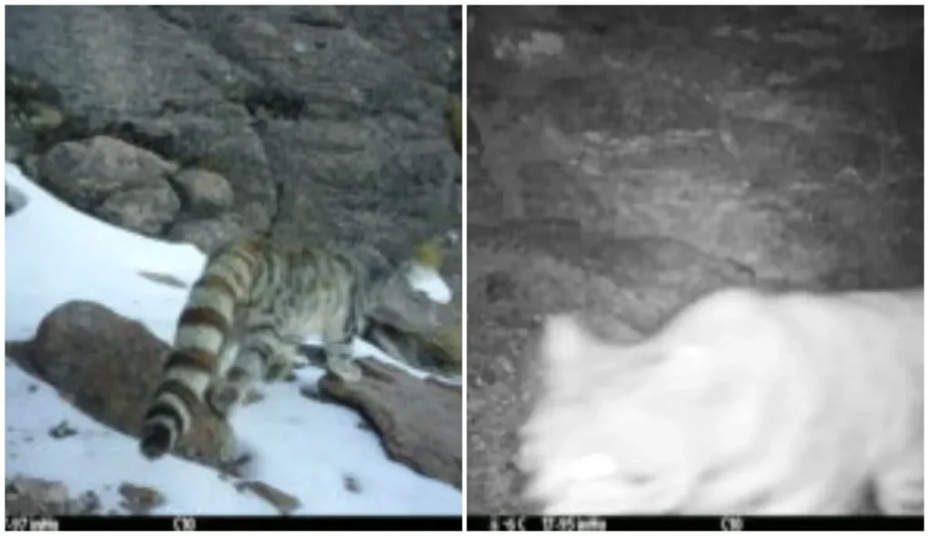 Histórico registro del gato andino en Parque Nacional Volcán Isluga, tras seis años sin avistamientos