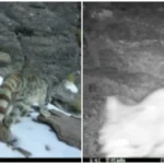 Histórico registro del gato andino en Parque Nacional Volcán Isluga, tras seis años sin avistamientos