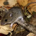 Revisa cuáles son los síntomas del Hantavirus y cómo progresa la enfermedad