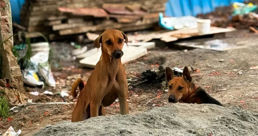 "Eutanasia inmediata": el polémico plan ante ataques de perros