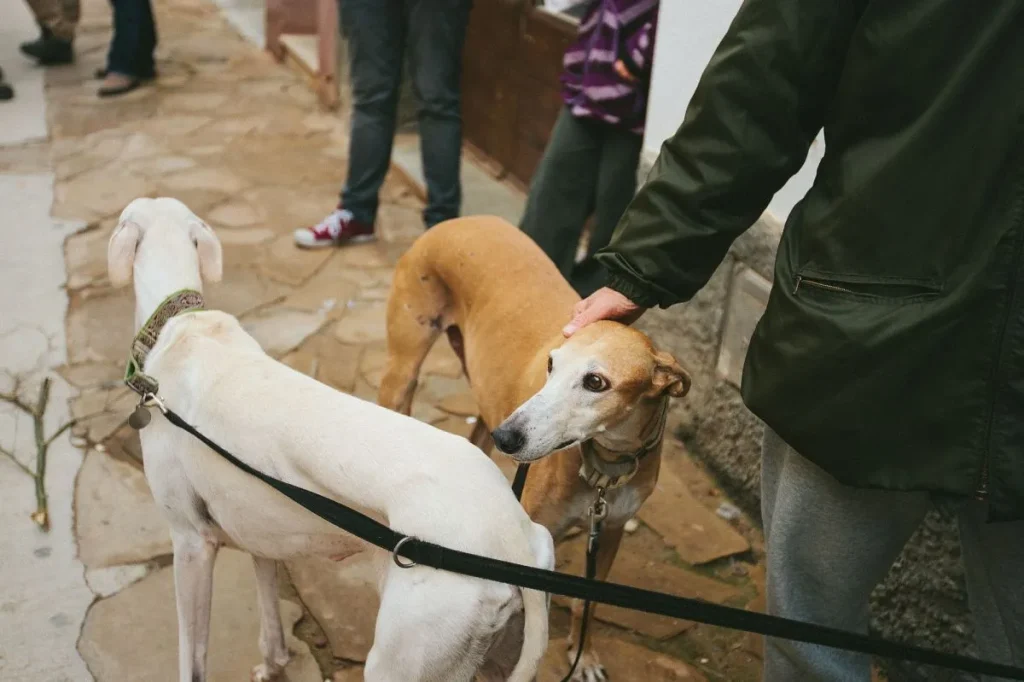 ¿Prohibirlas o regularlas? Cámara de Diputados debate el futuro de las carreras de perros en Chile