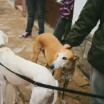 ¿Prohibirlas o regularlas? Cámara de Diputados debate el futuro de las carreras de perros en Chile