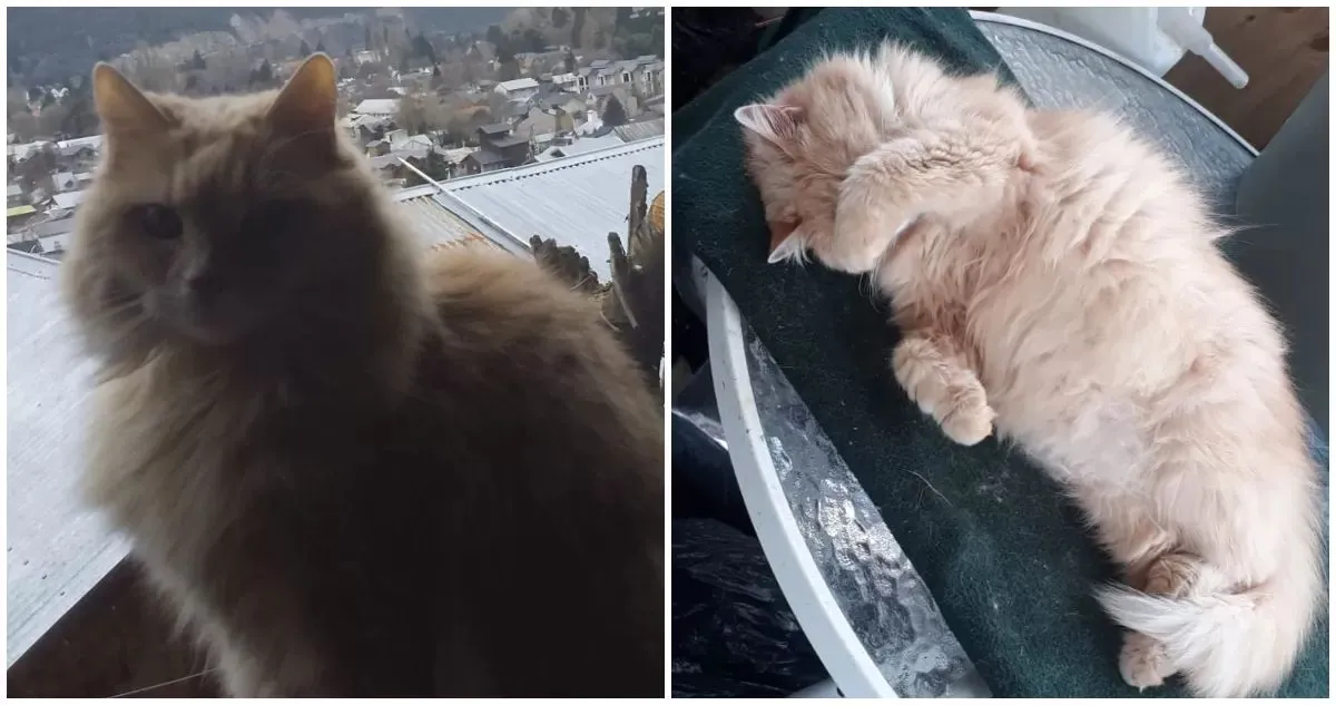 Fallo inédito por maltrato animal: Hombre arriesga 3 años de cárcel tras mortal patada a gata en Loncoche